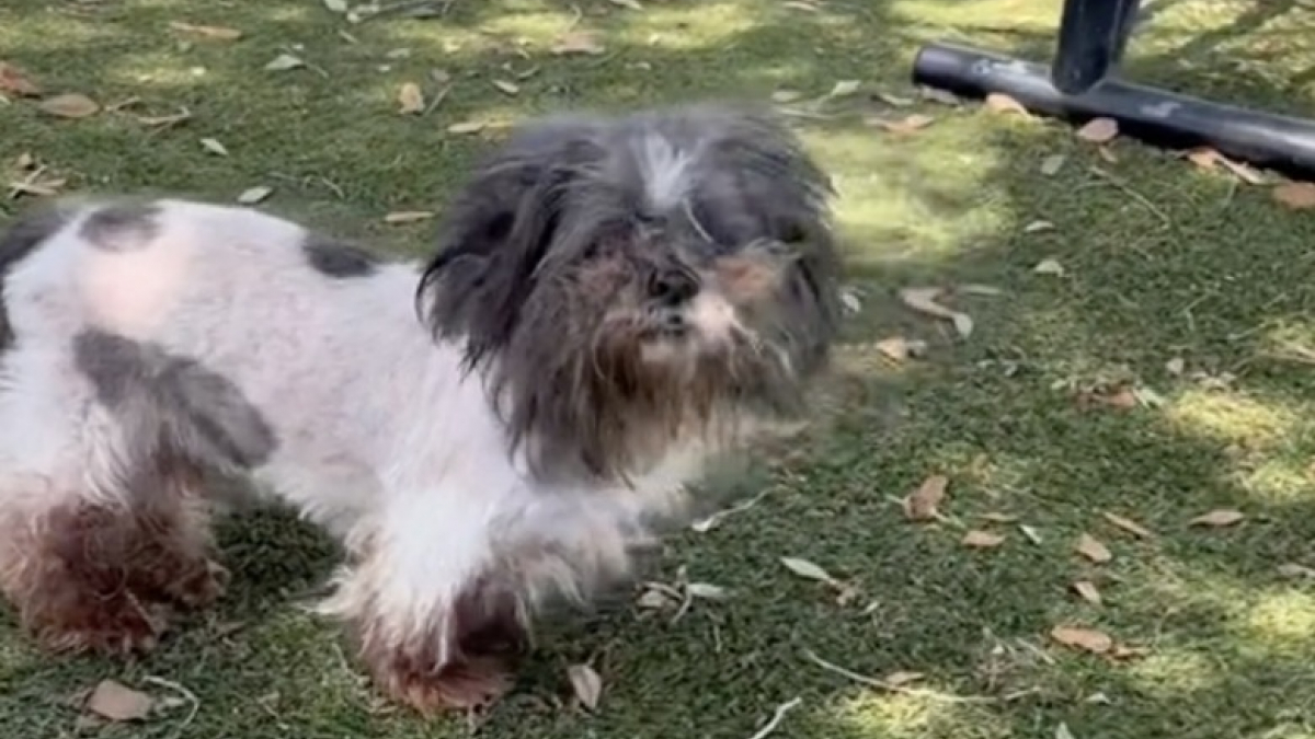 Illustration : "10 ans après avoir été adoptée, une chienne retourne dans son ancien refuge car ses propriétaires ne veulent plus d’elle (vidéo)"