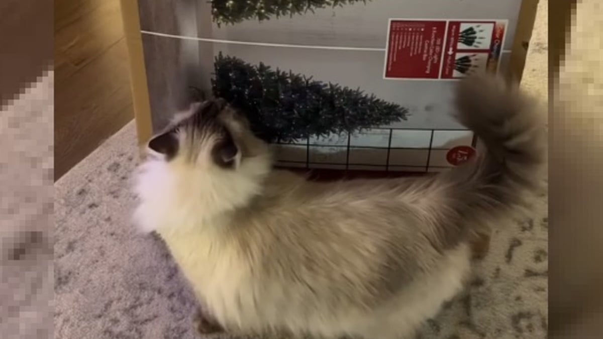 Illustration : "Elle veut installer la déco de Noël, mais son chat a la ferme intention de contrecarrer ses plans (vidéo)"