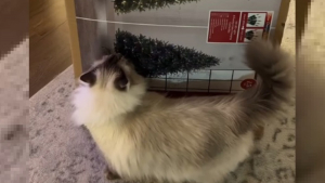 Illustration : Elle veut installer la déco de Noël, mais son chat a la ferme intention de contrecarrer ses plans (vidéo)