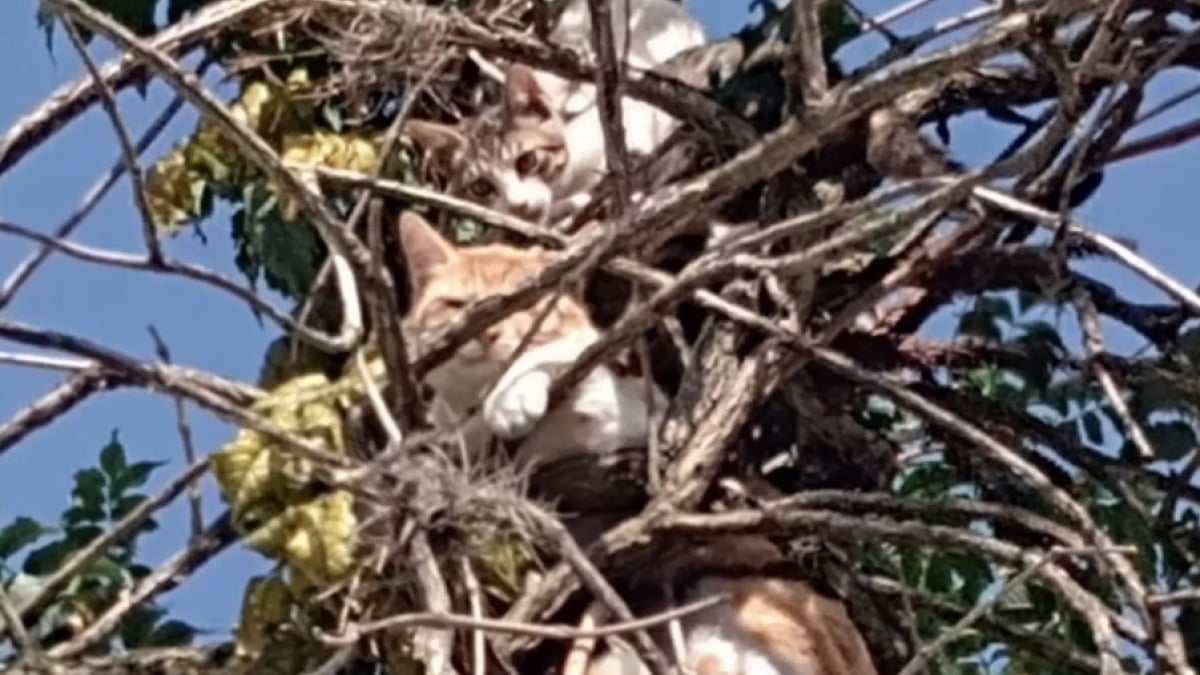 Illustration : "Une femme se sent observée et découvre 5 chats perchés dans un grand arbre "