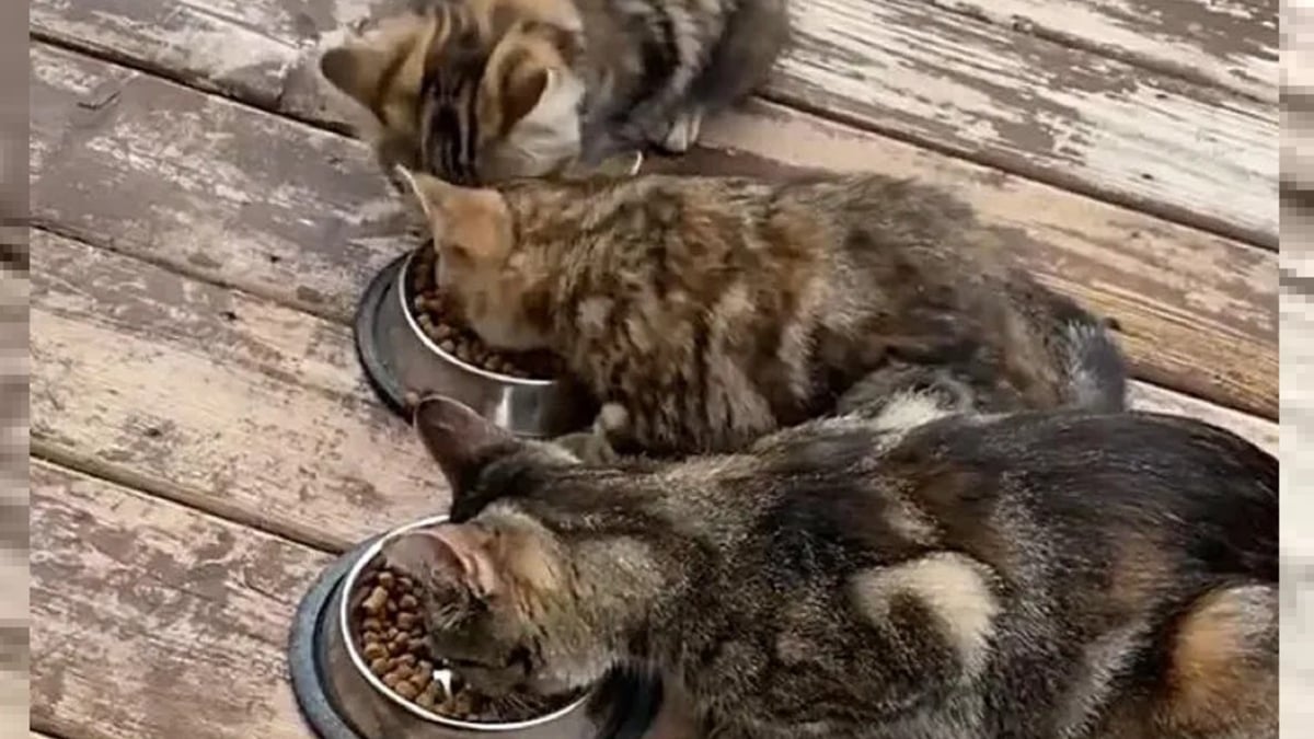 Illustration : "Une famille au grand cœur transforme la vie d'une mère chatte et ses 2 petits venus lui demander de l'aide"