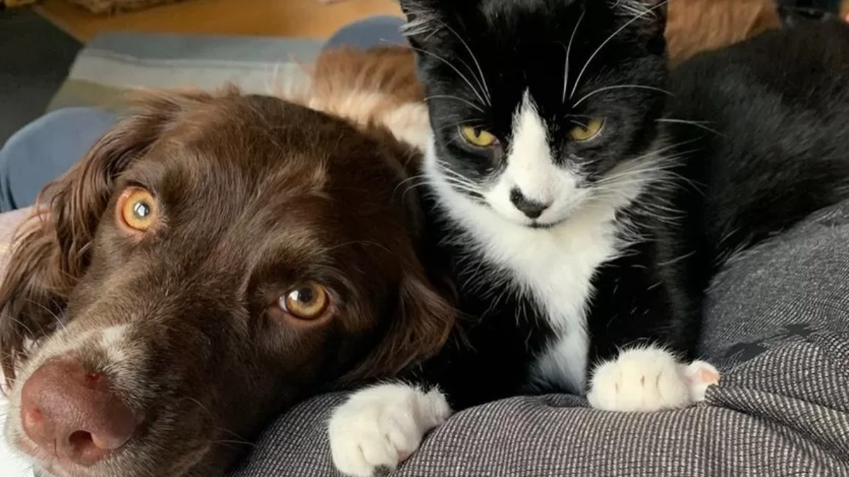 Illustration : "Une femme recherchant son chat depuis 6 jours se fie à sa chienne qui la guide vers un puits de mine"