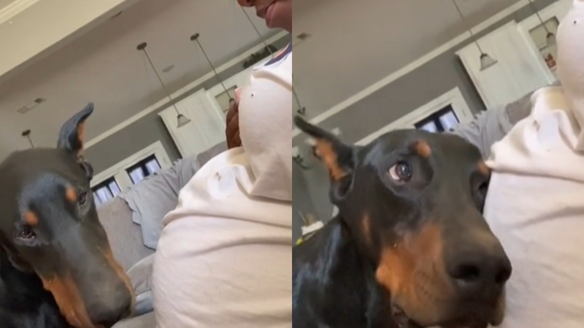 Illustration : "L’adorable réaction d’un Doberman qui ressent le coup de pied du bébé dans le ventre de sa propriétaire (vidéo)"