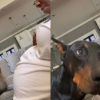 Illustration : L&rsquo;adorable r&eacute;action d&rsquo;un Doberman qui ressent le coup de pied du b&eacute;b&eacute; dans le ventre de sa propri&eacute;taire (vid&eacute;o)