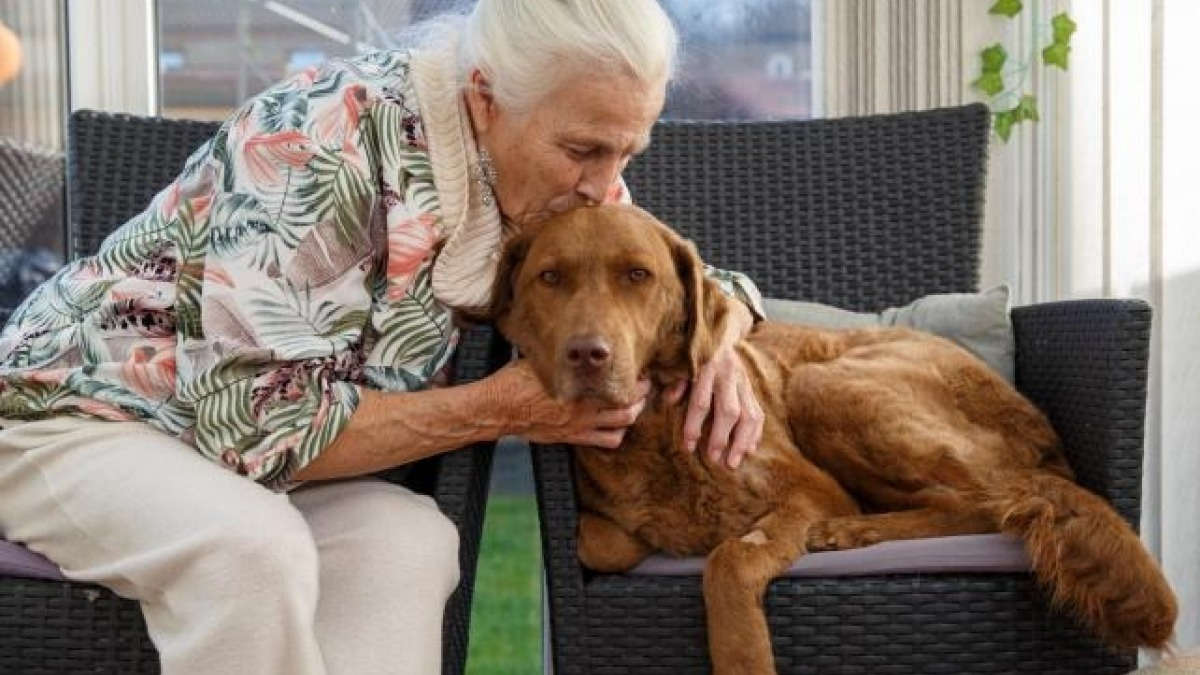 Illustration : "L'appel déchirant d'une retraitée après avoir dépensé toutes ses économies pour sauver son chien adopté"