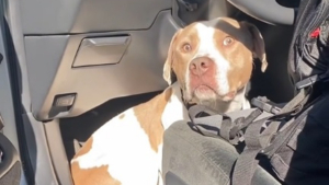 Illustration : Un chien saute dans la voiture d'une inconnue qui lance un appel à la solidarité pour pouvoir l'adopter (vidéo)