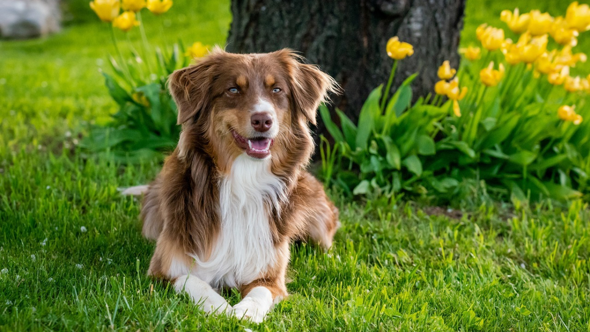 Illustration : "Comment aménager votre jardin pour rendre votre chien heureux ?"