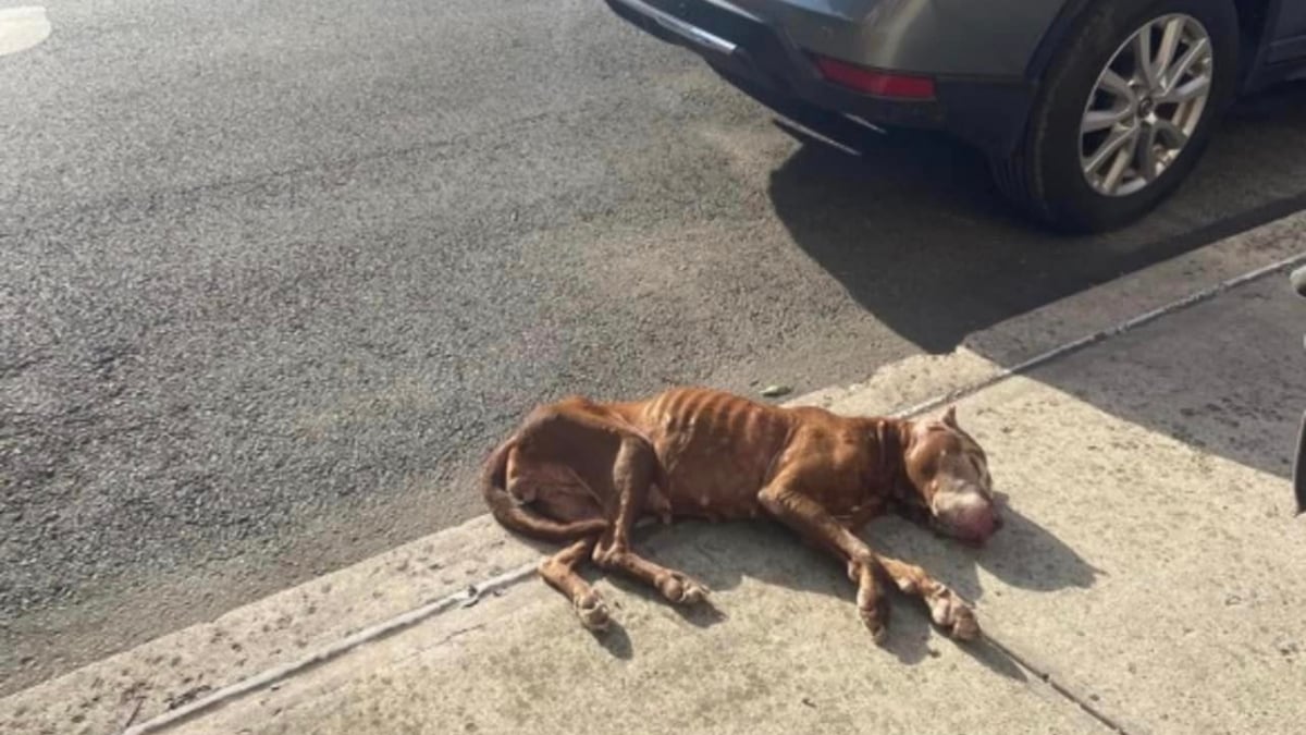 Illustration : "Des passants découvrent une chienne squelettique inanimée dans la rue et sont surpris de constater qu’elle respire encore"
