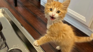 Illustration : Le fabuleux destin de Benjamin, chaton rescapé à 3 pattes obsédé par le lave-vaisseille