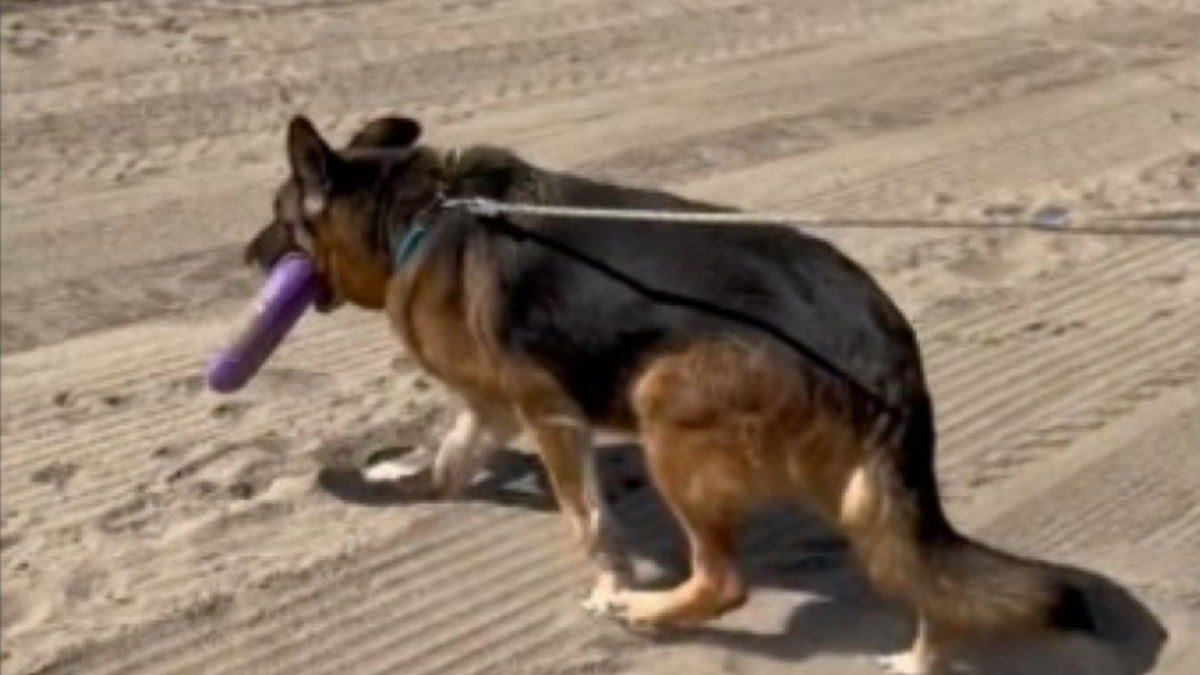Illustration : "Une bénévole consacre une journée à un chien de refuge âgé afin de lui offrir une journée inoubliable à la plage (vidéo)"