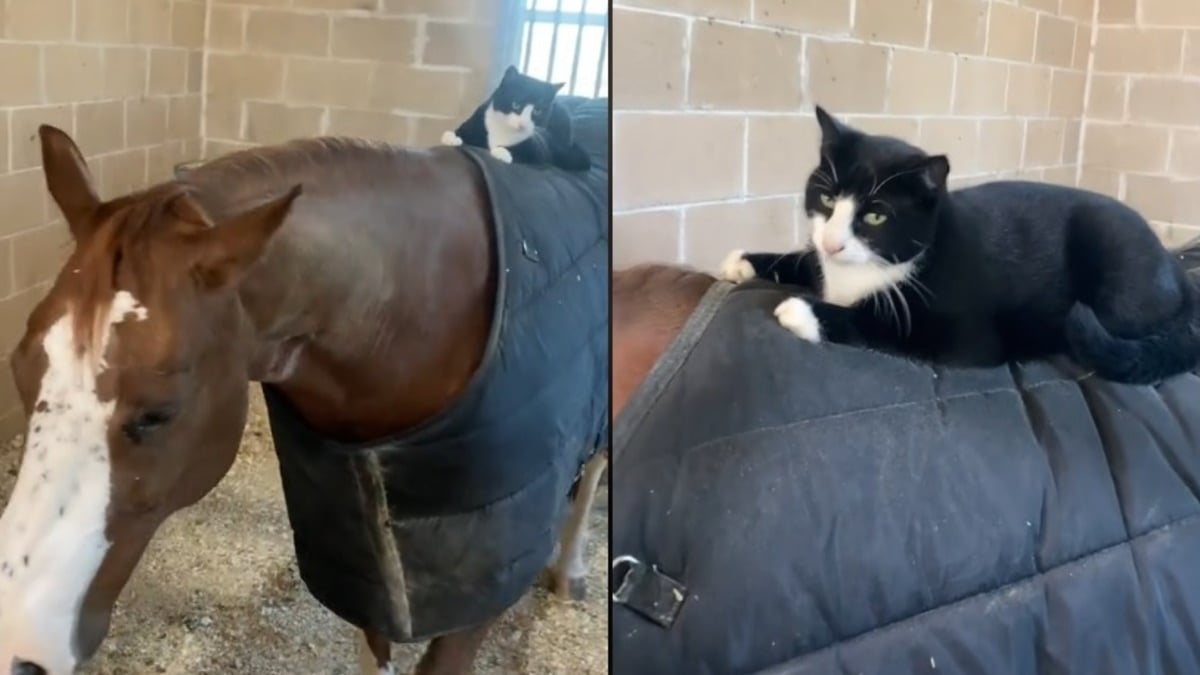 Illustration : "Une vie de rêve pour Edith, chatte de ferme férue d'équitation (vidéo)"