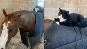 Illustration : Une vie de rêve pour Edith, chatte de ferme férue d'équitation (vidéo)