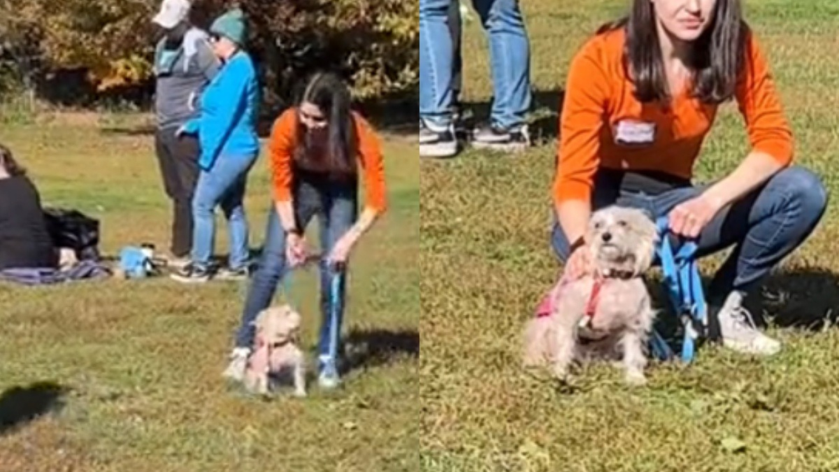 Illustration : "La vidéo d’un chien ignoré par les adoptants lors d’un événement fait le tour de la toile et change son destin"