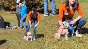 Illustration : La vidéo d’un chien ignoré par les adoptants lors d’un événement fait le tour de la toile et change son destin