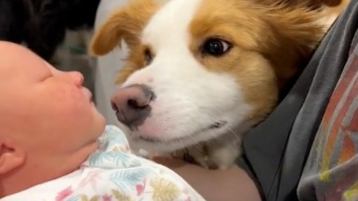 Illustration : "La réaction touchante d’un Border Collie qui découvre sa « petite sœur » après l’accouchement de sa maîtresse (vidéo)"