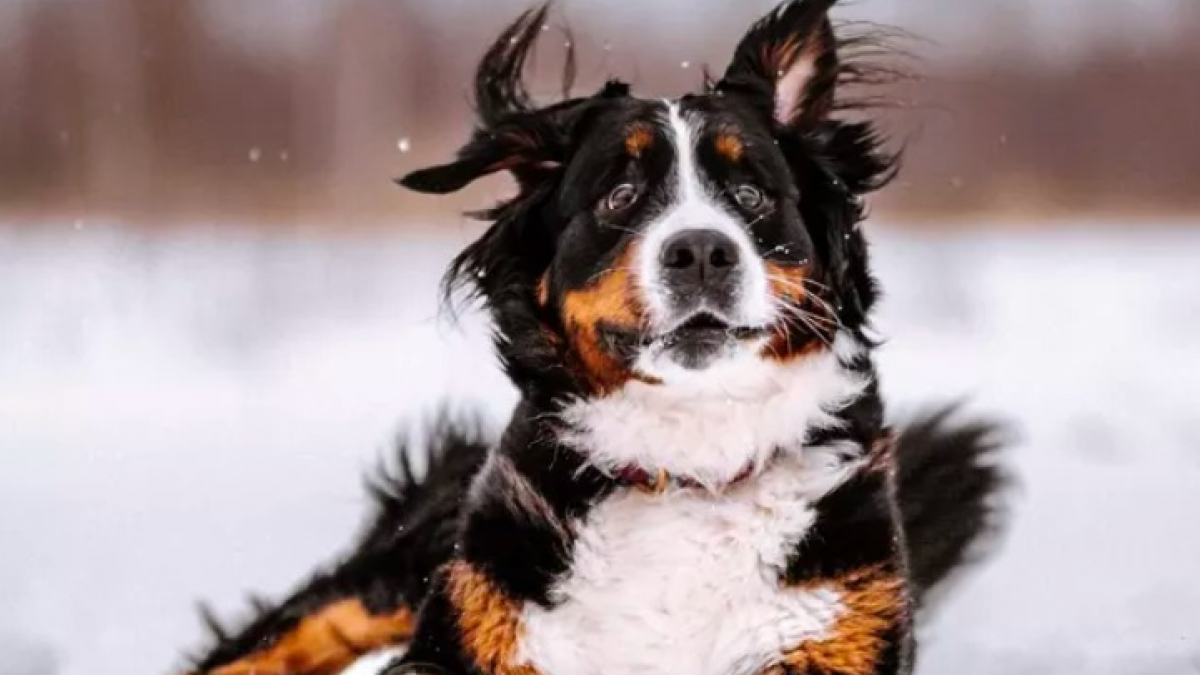 Illustration : "16 photos de chiens qui éclaireront votre journée avec leur expression amusante"