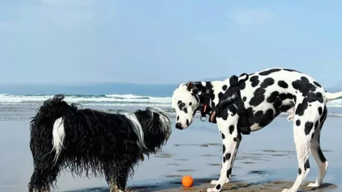 Illustration : "17 photos de chiens montrant que l’association du noir et du blanc est toujours du plus bel effet"