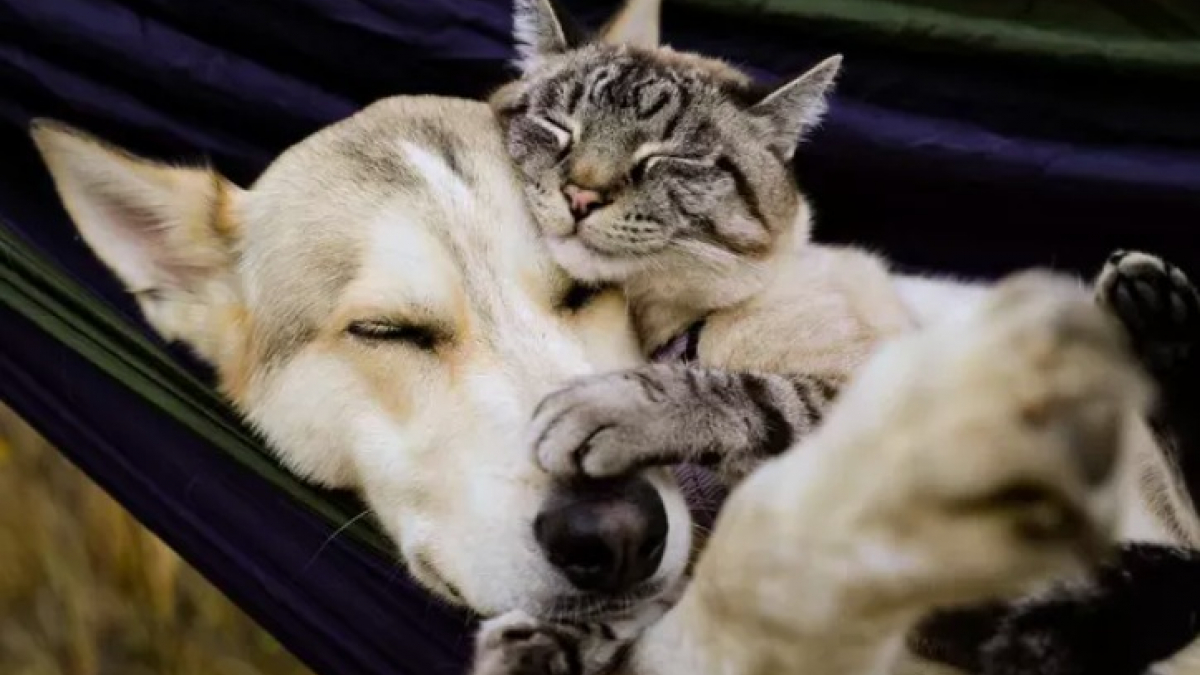 Illustration : "15 photos montrant l’harmonie dans laquelle peuvent vivre les chiens et les chats"