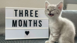 Illustration : "15 photos de chats qui savent montrer toutes leurs dents "