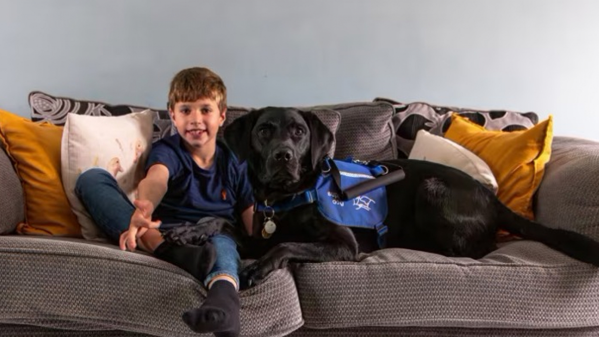 Illustration : "Un garçon atteint d’autisme manque de se faire renverser et évite le pire grâce à son fidèle Labrador d’assistance"