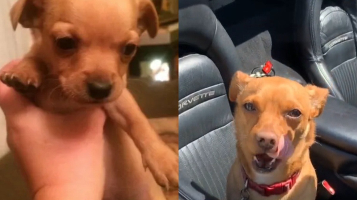 Illustration : "Elle pense adopter un Chihuahua et se retrouve avec un chien de 10 kilogrammes quelques semaines plus tard (vidéo)"
