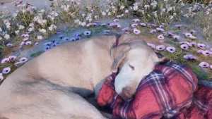 Illustration : Visite virtuelle à la plage : Quand la technologie aide un propriétaire canin endeuillé à surmonter son chagrin (vidéo)
