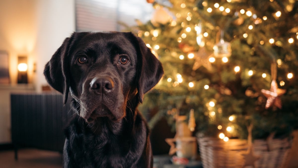 Illustration : "11 idées de cadeaux qui feront le bonheur de votre chat ou chien à Noël"