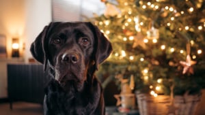 La sélection cadeaux 100% bien-être pour chiens et chats - Anju Beauté