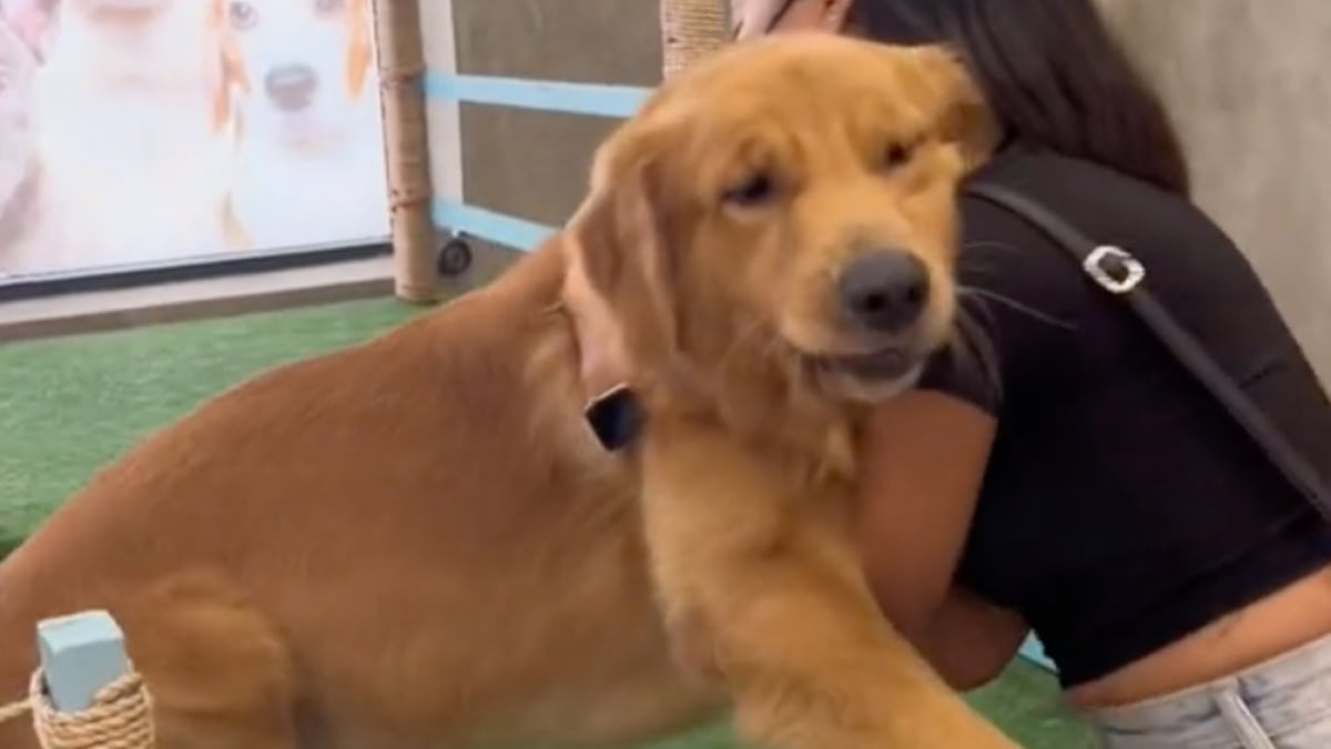 Illustration : "Ce Golden Retriever refuse de quitter le parc de jeux et prend un malin plaisir à jouer avec la patience de sa maîtresse (vidéo)"