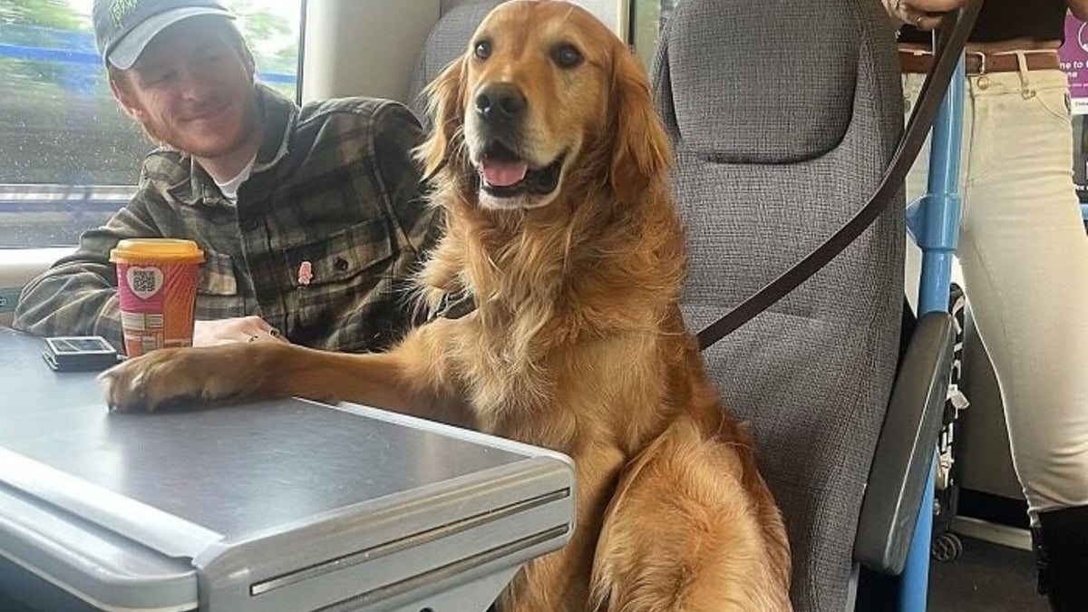 Illustration : "Le charme irrésistible d'Huxley, Golden Retriever qui se fait des tonnes d'amis lors de ses voyages en train"