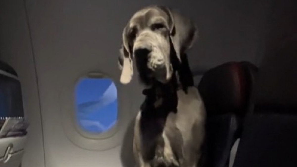 Illustration : "Il prend l’avion avec son chien de soutien, un Dogue Allemand, et doit réserver 3 sièges"