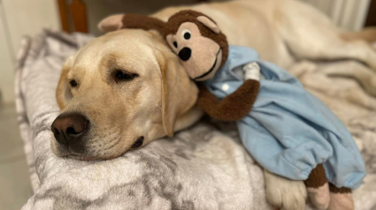 Illustration : Un singe en peluche abandonné devient l'ami improbable d'un Labrador avec qui il partage toutes sortes d'aventures