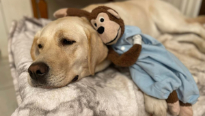 Illustration : Un singe en peluche abandonné devient l'ami improbable d'un Labrador avec qui il partage toutes sortes d'aventures