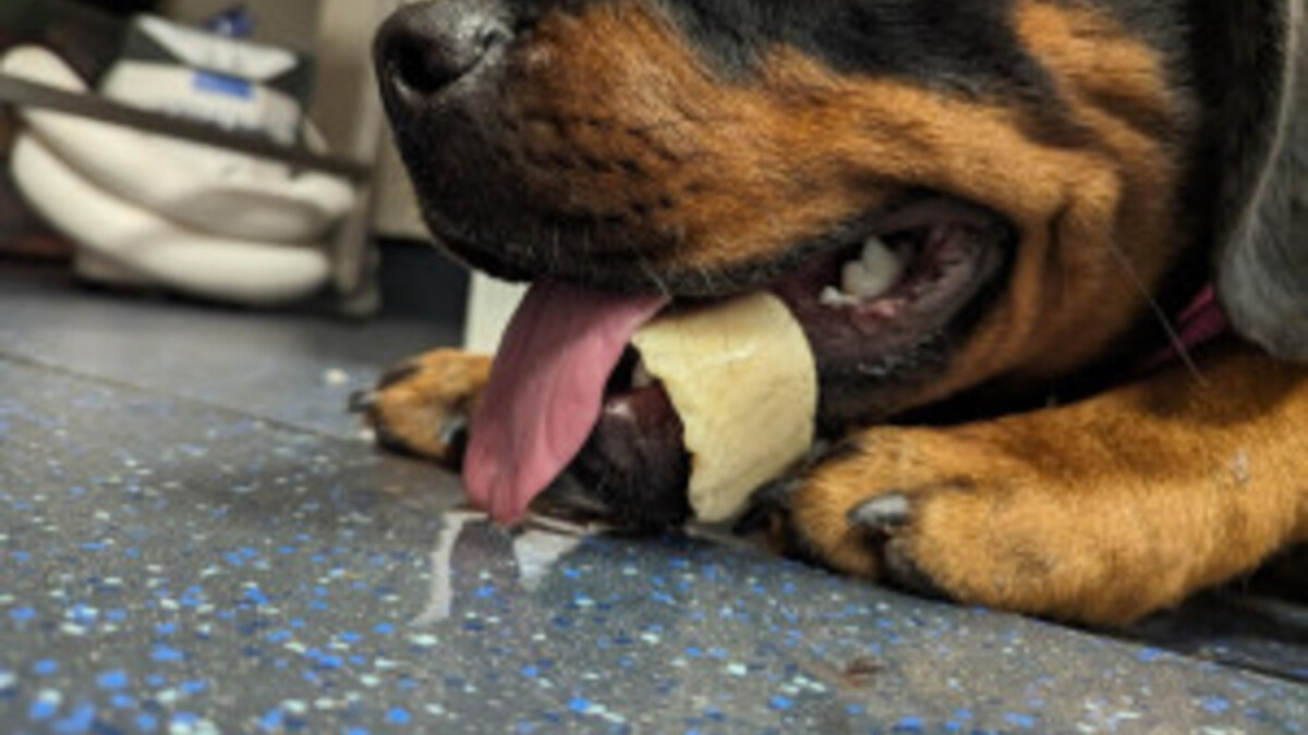Illustration : "Un chien emmené d’urgence chez le vétérinaire après s’être coincé la mâchoire dans un os à mâcher"
