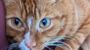 Illustration : Le combat inspirant d'un chat déterminé à mener une vie heureuse malgré son handicap