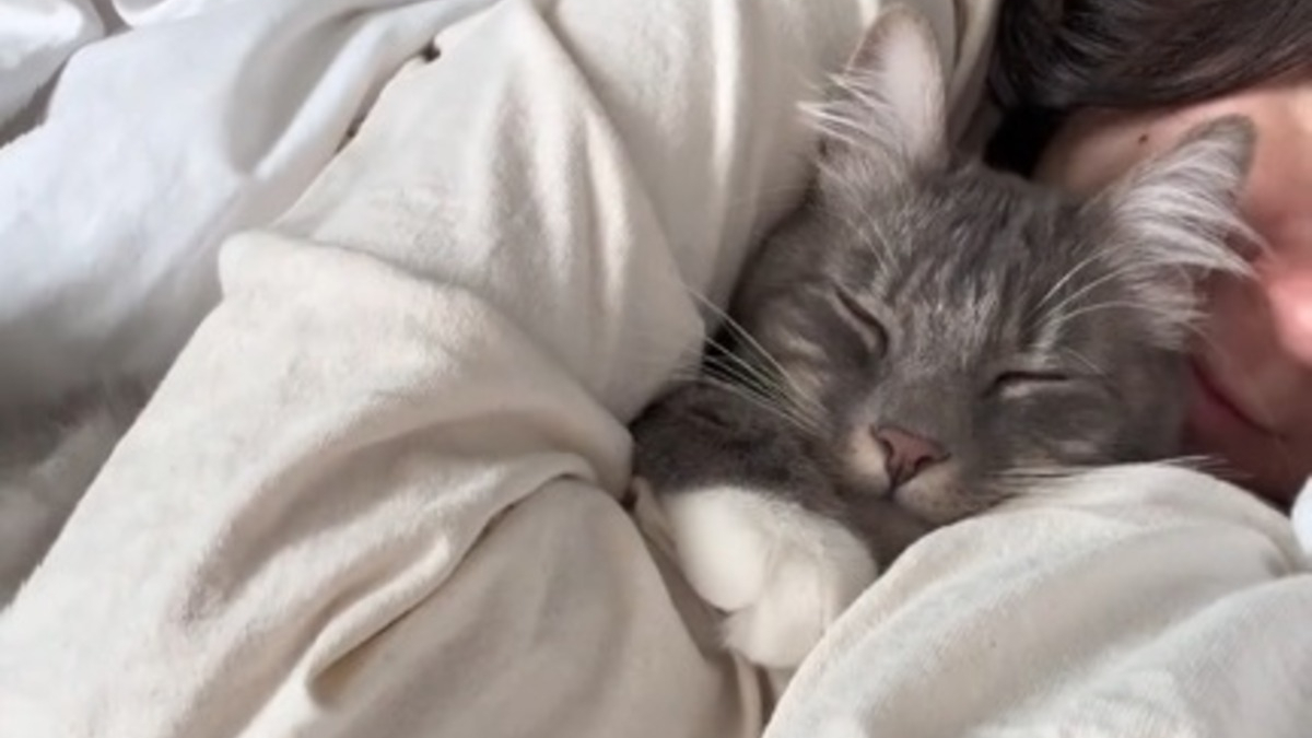Illustration : "Un chat câlin à l'extrême empêche sa propriétaire de quitter son lit de la plus tendre des manières (vidéo)"