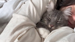 Illustration : Un chat câlin à l'extrême empêche sa propriétaire de quitter son lit de la plus tendre des manières (vidéo)