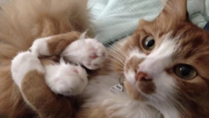 Illustration : "15 photos montrant que nos animaux de compagnie tout aussi comiques que tendres"