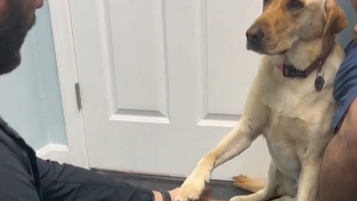 Illustration : "Un vétérinaire demande à un Labrador de lui tendre sa patte blessée. Ce dernier coopère volontiers (vidéo) "