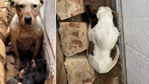 Illustration : L'histoire touchante de Kaia, maman chien courageuse trouvée avec ses chiots dans un fossé boueux 