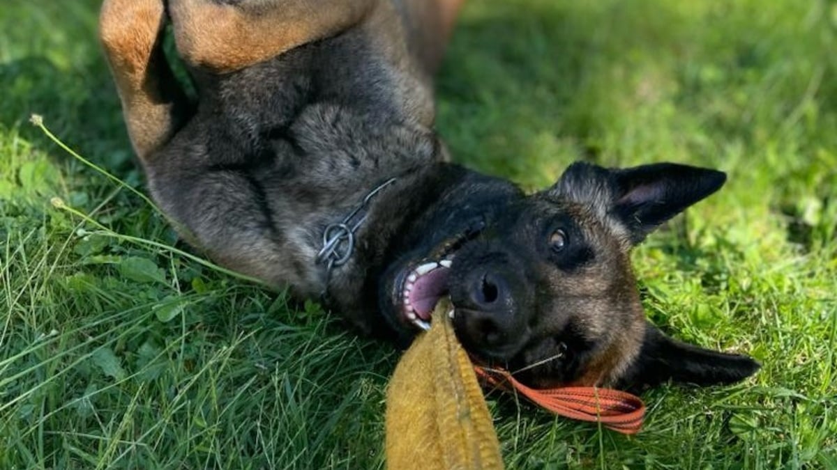 Illustration : "Le parcours hors du commun de Ryuk, chien abandonné devenu gendarme pour sauver des vies"