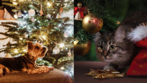 Illustration : La boîte "Noël à croquer" de Marly & Dan, le cadeau parfait à mettre sous le sapin pour votre chien ou chat