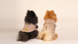 Illustration : Pour aider votre chien à faire face aux intempéries, découvrez les vêtements imperméables signés French Bandit et Flotte