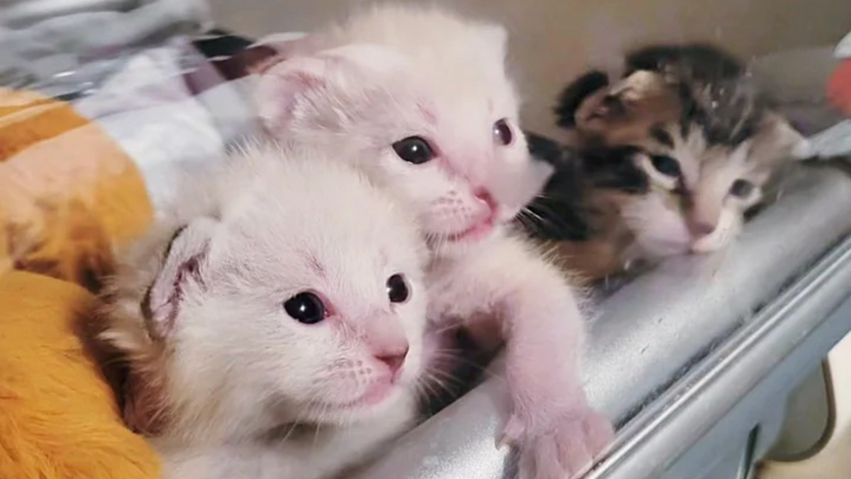 Illustration : "4 chatons abandonnés après une tempête trouvent le réconfort dans un foyer aimant"