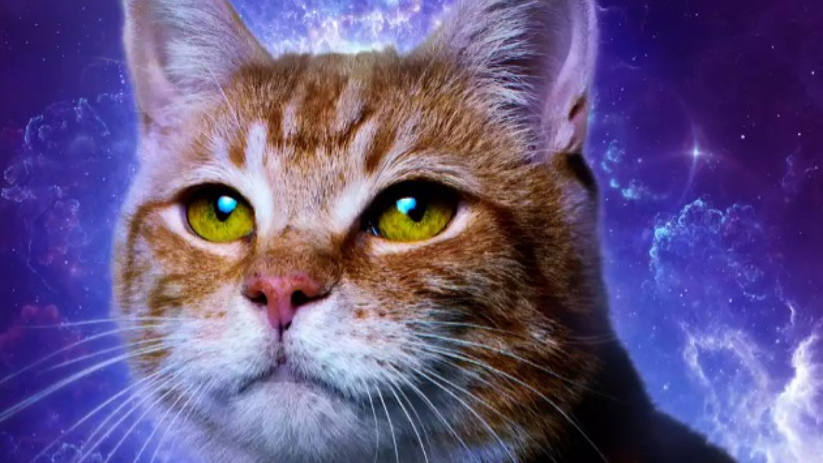 Illustration : "Une experte dévoile ses secrets pour entraîner les chats de cinéma"