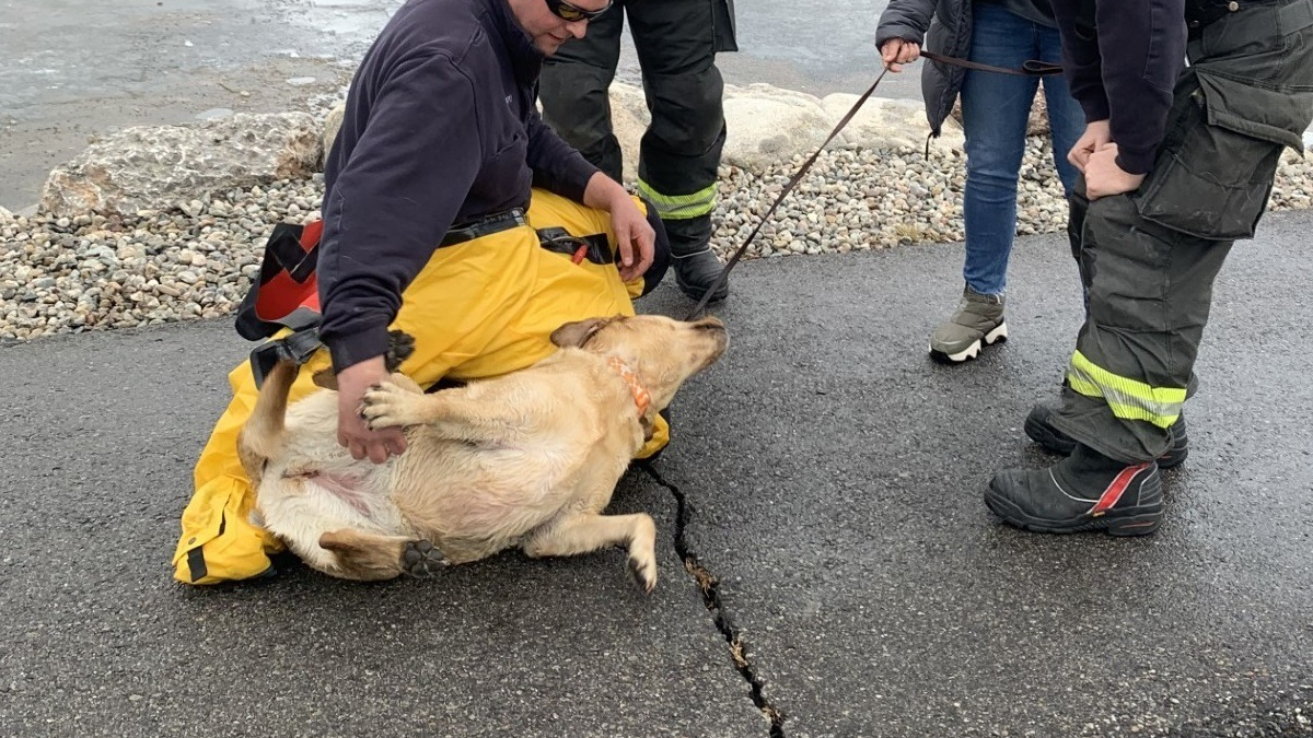 Illustration : "Un passant plonge dans un étang gelé pour tenter de sauver un chien en grand danger"