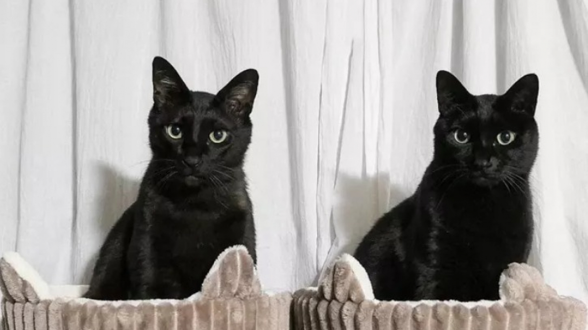 Illustration : "Les 14 plus belles photos de chats noirs"