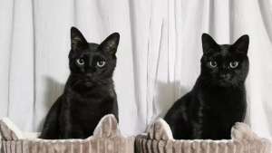 Illustration : Les 14 plus belles photos de chats noirs