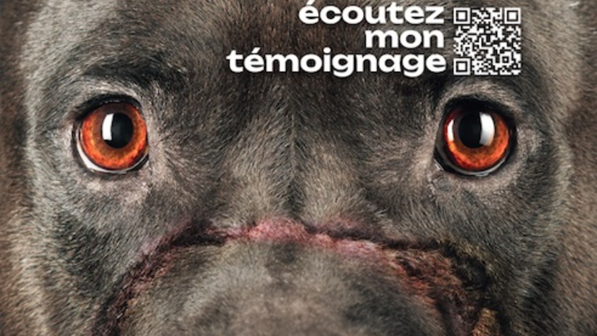 Illustration : "La campagne de sensibilisation choc de l'association Action Protection Animale qui donne la parole aux chiens victimes de cruauté"