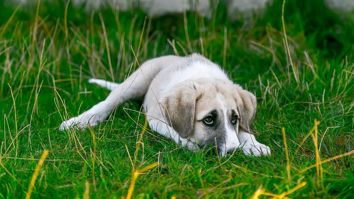 Illustration : "Un chien abandonné sous un pont retrouve l'espoir grâce à des promeneurs vigilants"